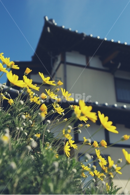 꽃,flower,노랑,yellow,길,골목,alley,봄,spring,식물,자연,plants,nature,꽃,flower,감성,sensible,feeling