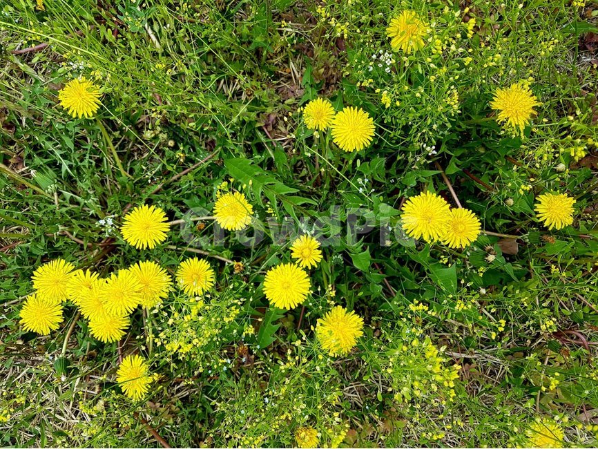 민들레,식물,봄,봄꽃,들풀,plant,식물,자연,plants,nature,꽃,flower