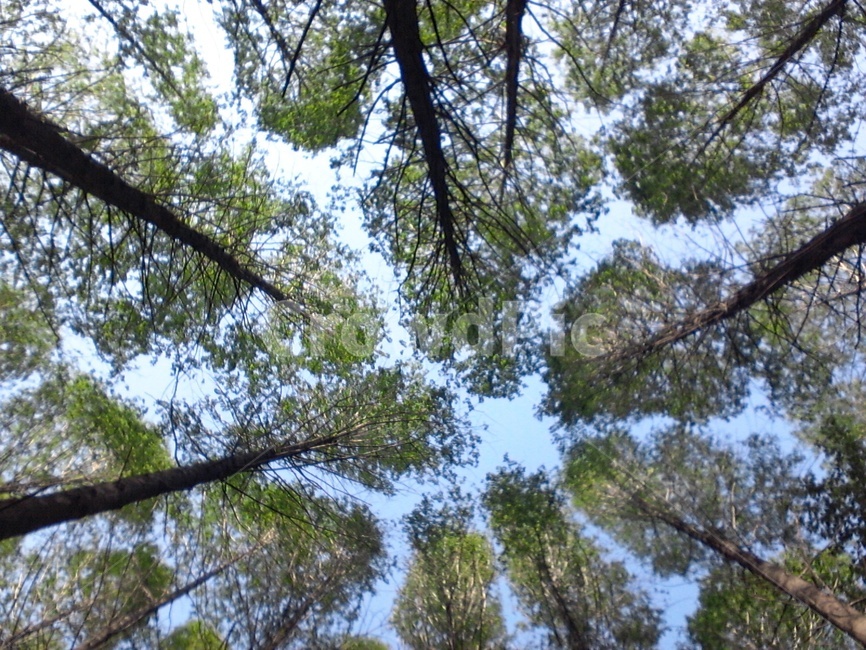 나무,하늘,숲,힐링,명상,자연,풍경,nature,landscape,식물,plants,나무,trees,wood,tree,plant,conifer,구과 식물