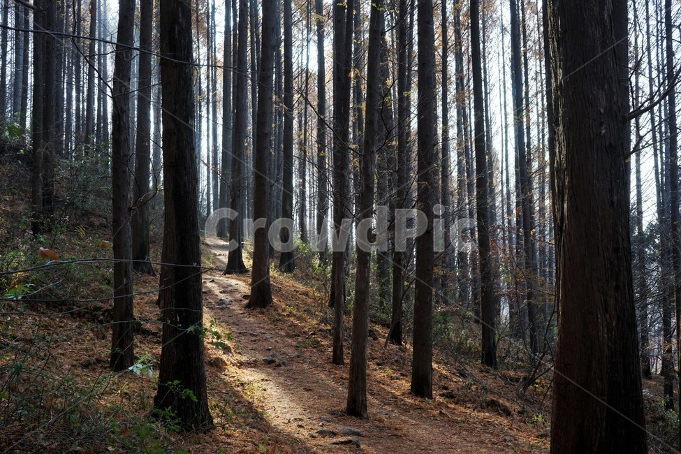 초겨울,숲,메타세콰이어,나무,자연,woods,forest,nature,trail,latefall,walkway,trees,season,stroll,park,sunshine,그림자,shadow,식물,자연,plants,nature,나무,trees,wood