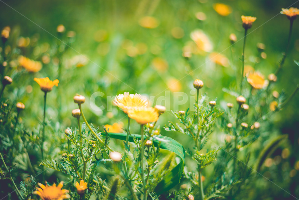 꽃,식물,들꽃,여름꽃,노란꽃,식물,자연,plants,nature,꽃,flower
