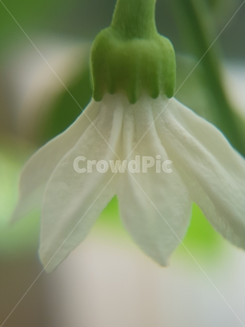 파프리카,파프리카꽃,paprika,paprikaflower,쌍떡잎식물,한해살이,접사,순수,흰색,초록색,감성,광고디자인,디자인,홍보,카달로그,명함,영상디자인,북디자인,인쇄,출판물,심플,깔끔,예쁜,귀여운,속씨식물,통화식물목,피망,sweetpepper,bellpepper,꽃,식물,flower,plant,식물도감,design,bookdesign,식물,자연,plants,nature,꽃,flower