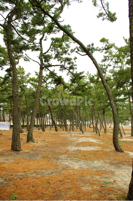 소나무,숲,솔잎,나무,식물,풍경,의자,자연,풍경,nature,landscape,tree,plant,tree trunk,나무 줄기