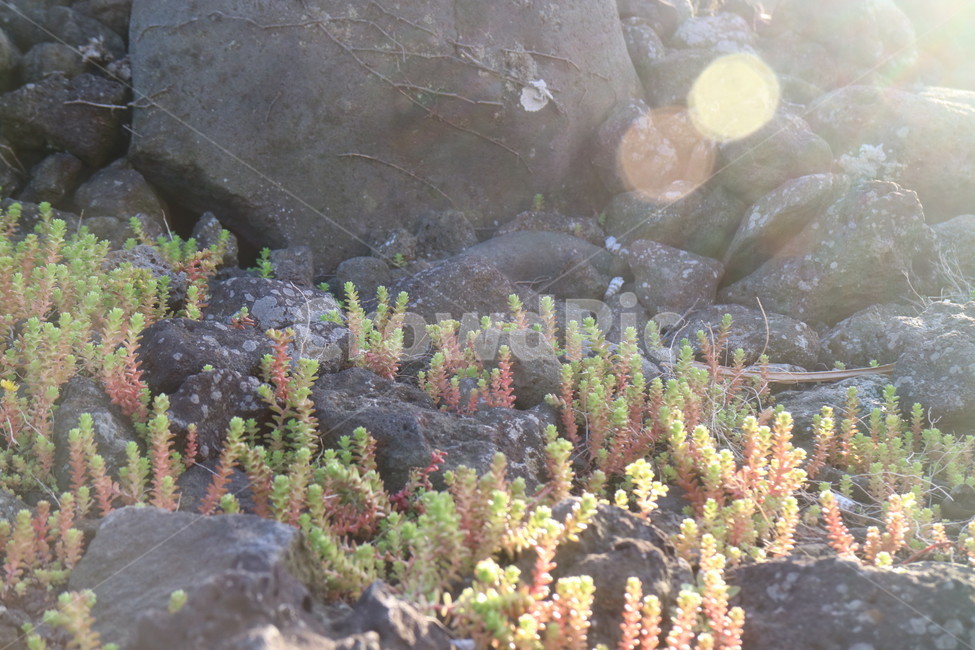 제주도,용두암,jeju,봄,햇살,초록,식물,자연,plants,nature,휴식,힐링,rest,relaxation,healing