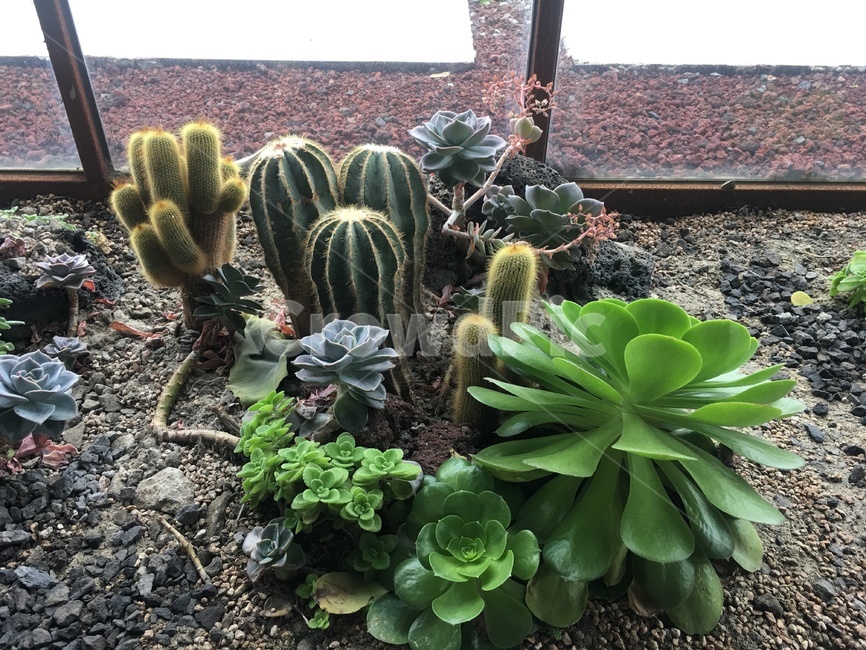 plant,식물,green,선인장,초록,식물,자연,plants,nature