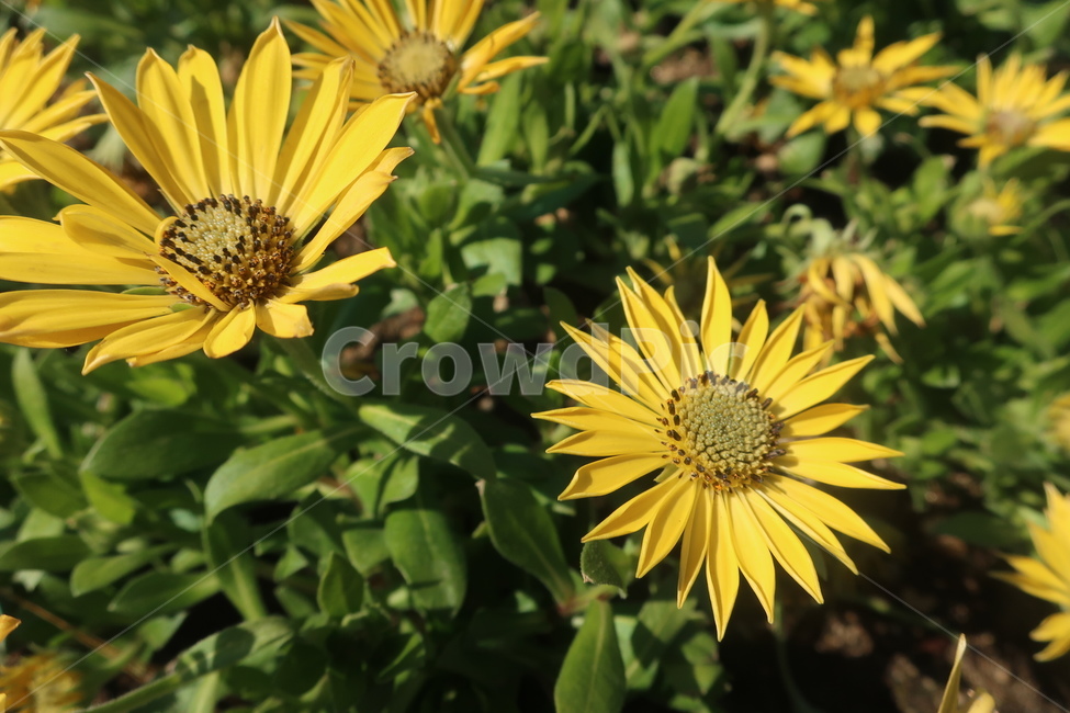 꽃,노랑,봄,노란꽃,꽃밭,식물,자연,plants,nature,꽃,flower