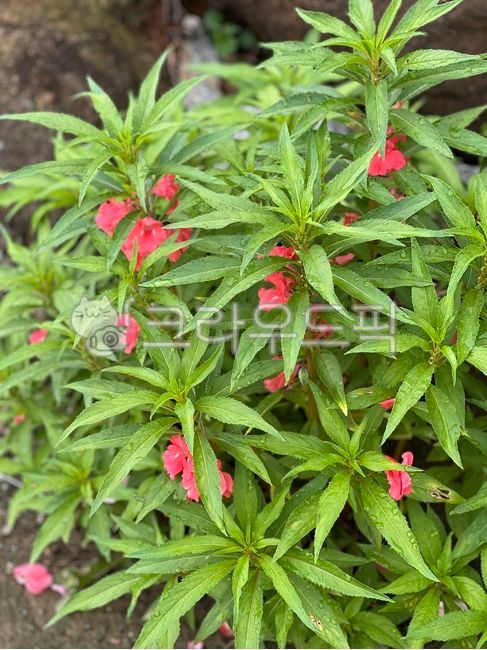 꽃,꽃잎,분홍색,flower,가시나무과,허브,herbs