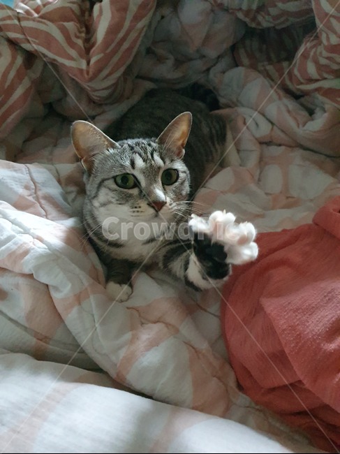 고양이,cat,코숏,코리안숏헤어,고양이앞발,반려동물,집냥이