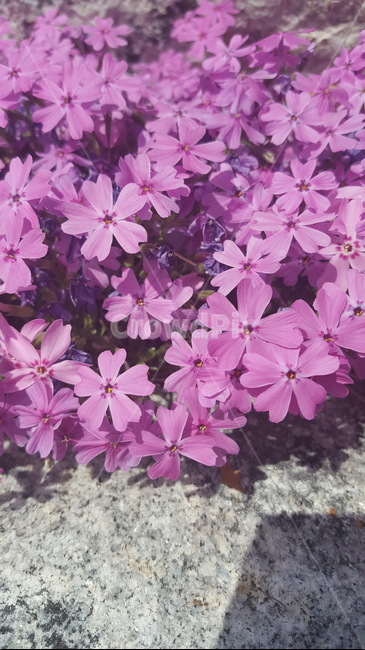 꽃,패랭이꽃,지면패랭이꽃,봄꽃,식물,식물,자연,plants,nature,꽃,flower