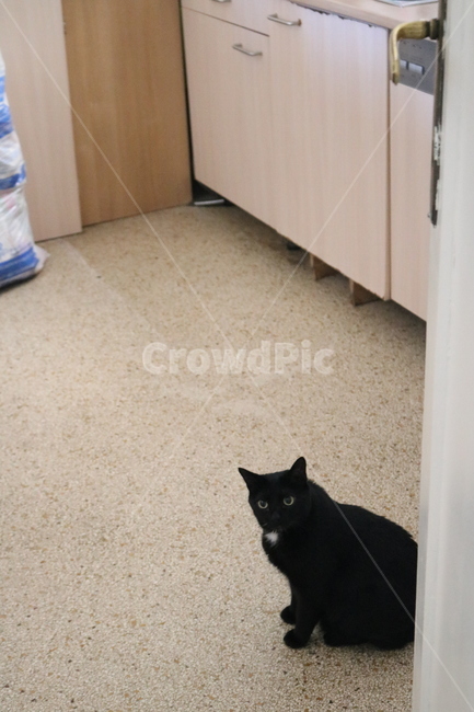 고양이,길고양이,길냥이,유기묘,까만고양이,검정고양이,흑묘