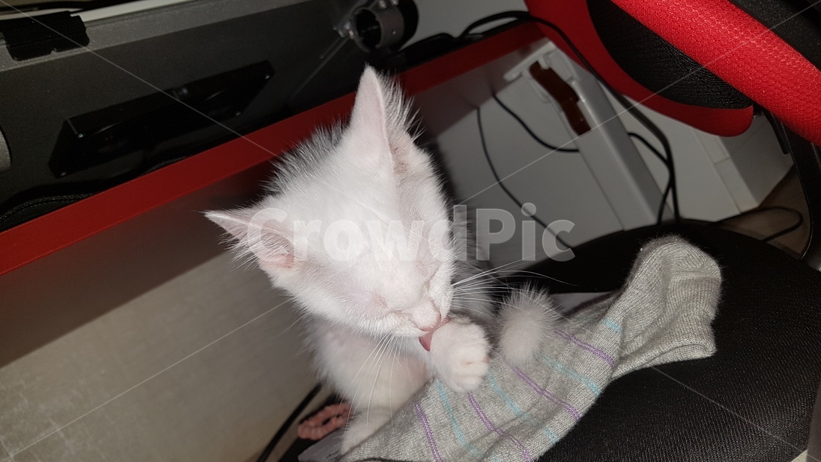 키티,cat,고양이,animal,동물,포유류,pet,집냥이,하얀