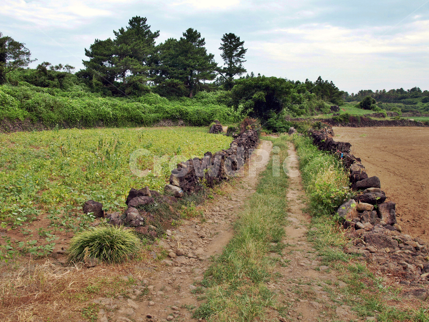 오시록헌농로,밭,농작물,제주,올레14코스,올레길,농로,자연,풍경,nature,landscape,제주도,jeju,jeju island,ground,바닥,outdoors,옥외