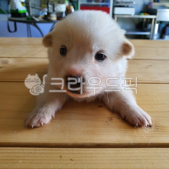 강아지,백구,새끼,어린,개