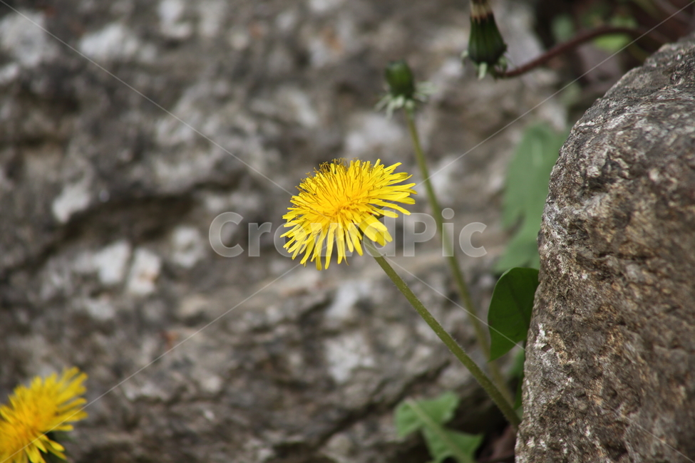 민들레,꽃,노랑,dandelion,금잠채