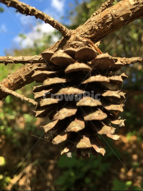 tree,나무,plant,식물,솔방울,소나무,자연