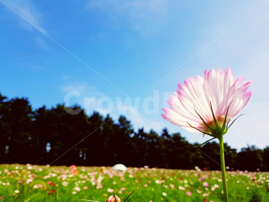 코스모스,감성사진,꽃,하늘,밭,분홍,가을,계절,fall,autumn,season,식물,자연,plants,nature,꽃,flower,감성,sensible,feeling,blossom,petal,꽃잎,plant