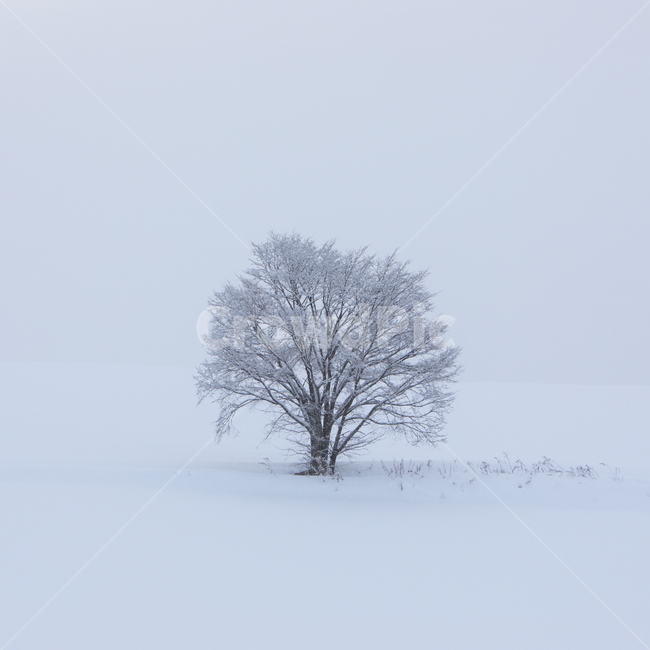설경,눈,비에이,북해도,겨울풍경,snow,겨울,계절,winter,season,자연,풍경,nature,landscape,식물,plants,나무,trees,wood,storm,폭풍,outdoors,옥외,blizzard,눈보라