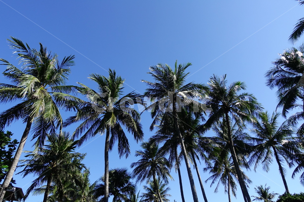 야자수,나무,하늘,휴양,동남아,palmtree,resort,tourist,nature,식물,자연,plants,nature,나무,trees,wood
