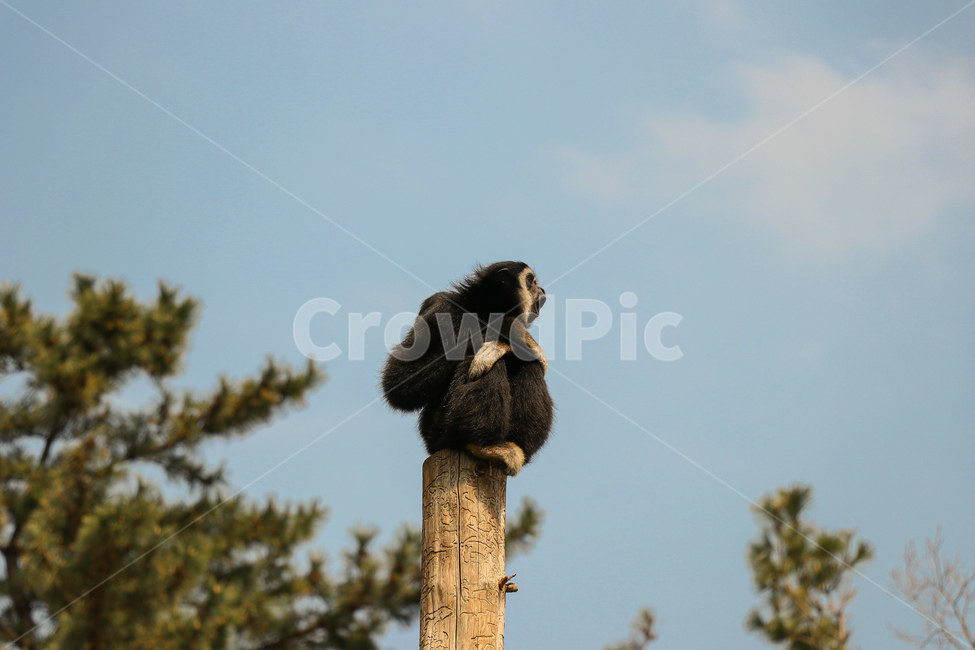wildlife,야생동물,원숭이,동물,포유류,monkey,animal,mammal
