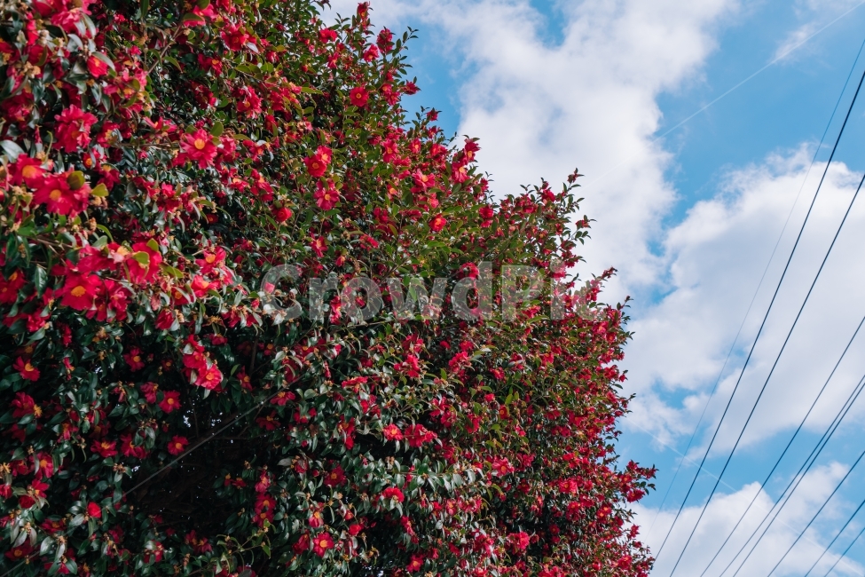 제주도,동백,동백나무,하늘,구름,겨울,겨울풍경,계절,winter,jeju,korea,식물,자연,plants,nature,꽃,flower