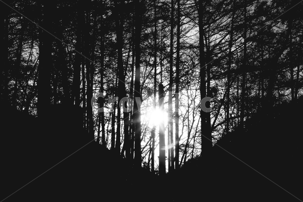 나무,식물,산,풍경,자연,그림자,반사,빛,태양,sun,tree,plant,mountain,forest,blackandwhite,흑백,자연,풍경,nature,landscape,식물,plants,나무,trees,wood,흑백,모노톤,monochrome,black and white,flare,플레어,light