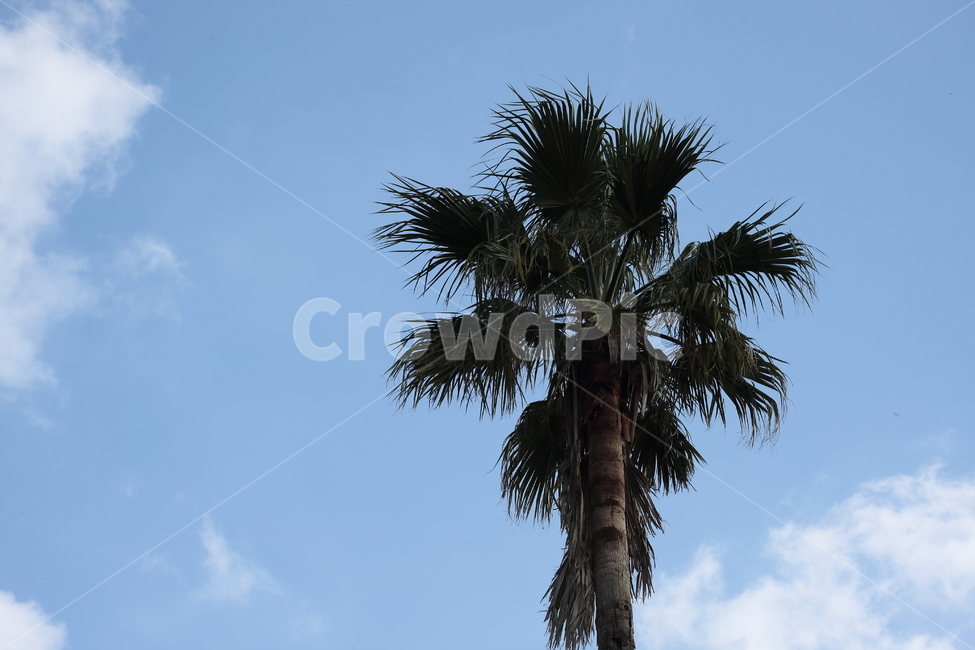 와싱톤야자나무,야자나무,식물,palm,plant,식물,자연,plants,nature,나무,trees,wood