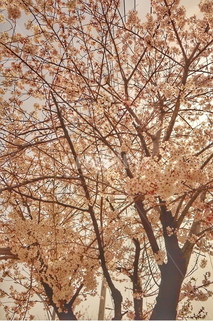 벚꽃,꽃,봄,따스함,풍경