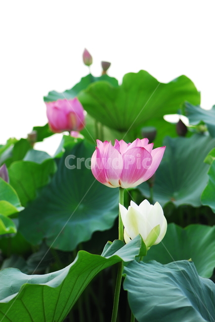 꽃,연꽃,관곡지,불교,여름,식물,자연,plants,nature,꽃,flower