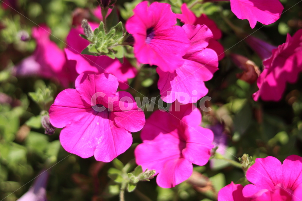꽃,자연,식물,여름꽃,flower