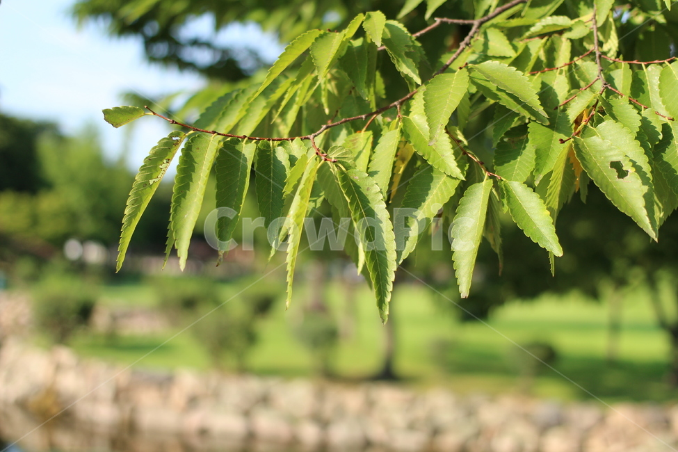 나뭇잎,초록색,초록,여름,나무,잎,식물,자연,plants,nature