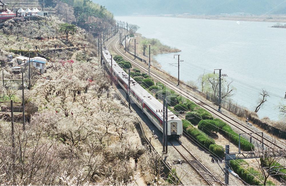 기차,매화,철도,기찻길,매화축제,순매원매화,양산매화,부산매화,원동매화,원동순매원,봄,계절,spring,season,여행,휴가,traveling,vacation,trip,교통,교통수단,traffic,transportation,rail,레일,train track,railway,train,vehicle,차량