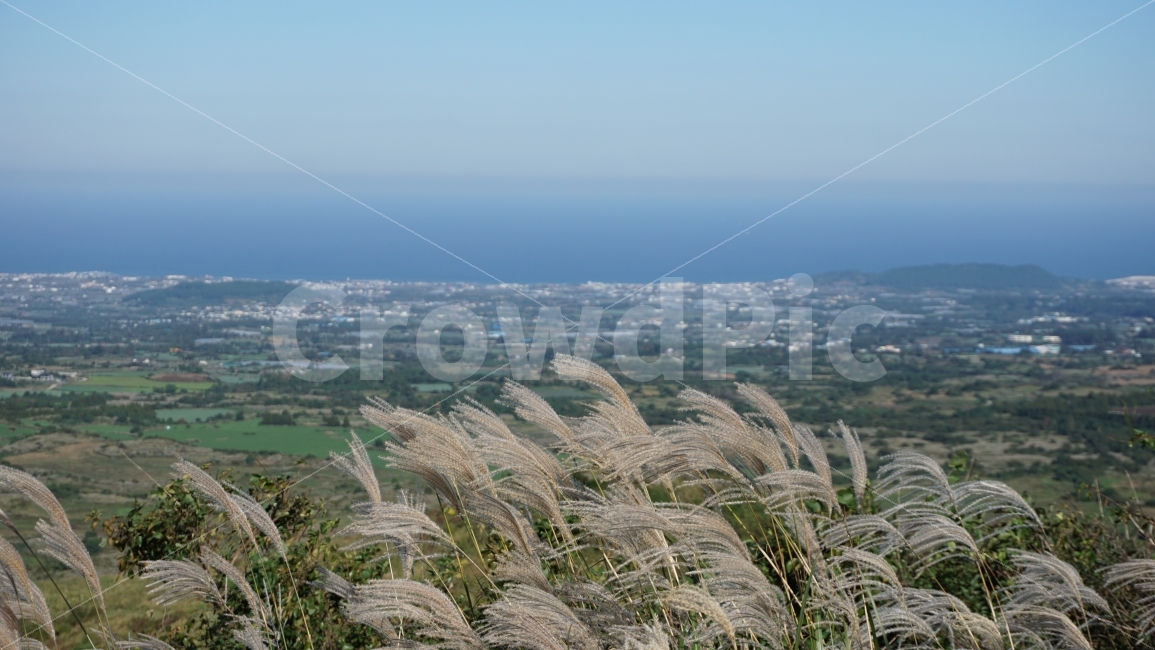 가을,억새,제주,여행사진,새별오름,가을,계절,fall,autumn,season,자연,풍경,nature,landscape,한국자연풍경,한국자연경관,korea nature landscape,제주도,jeju,jeju island,식물,plants,plant,grass,잔디,lawn,reed,갈대