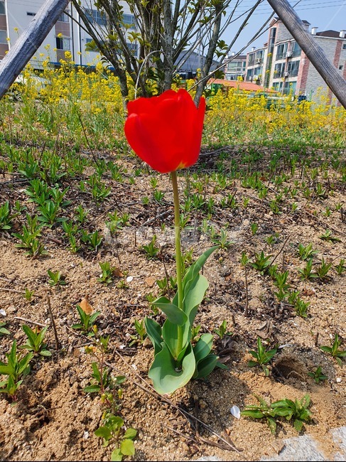 튤립,봄,redtulip,spring,꽃,flower