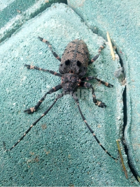 자연,동물,곤충,더듬이,다리,동물,animal,곤충,벌레,insect,bug