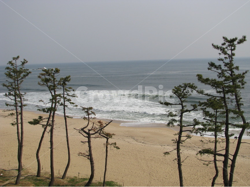 경포대,동해,바다,소나무,파도,대한민국,한국,gyeongpodae,eastsea,sea,pinetree,wave,republicofkorea,southkorea,자연,풍경,nature,landscape,한국자연풍경,한국자연경관,korea nature landscape,해변,바다,beach,sea,식물,plants,나무,trees,wood,soil,흙,outdoors,옥외
