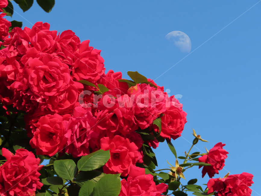 장미,장미꽃,달,아름다움,자연,식물,화려함,아침,roses,moon,beauty,nature,plants,flowers,morning