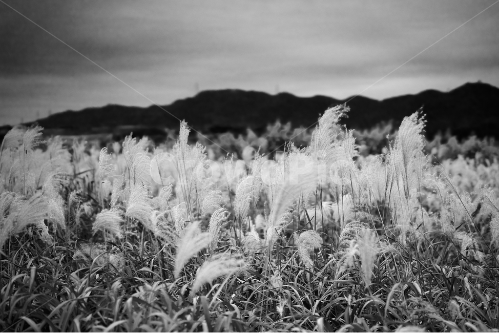 가을,갈대,감성,풍경,갈대밭,가을,계절,fall,autumn,season,식물,자연,plants,nature,흑백,모노톤,monochrome,black and white,grass,잔디,plant,lawn,reed