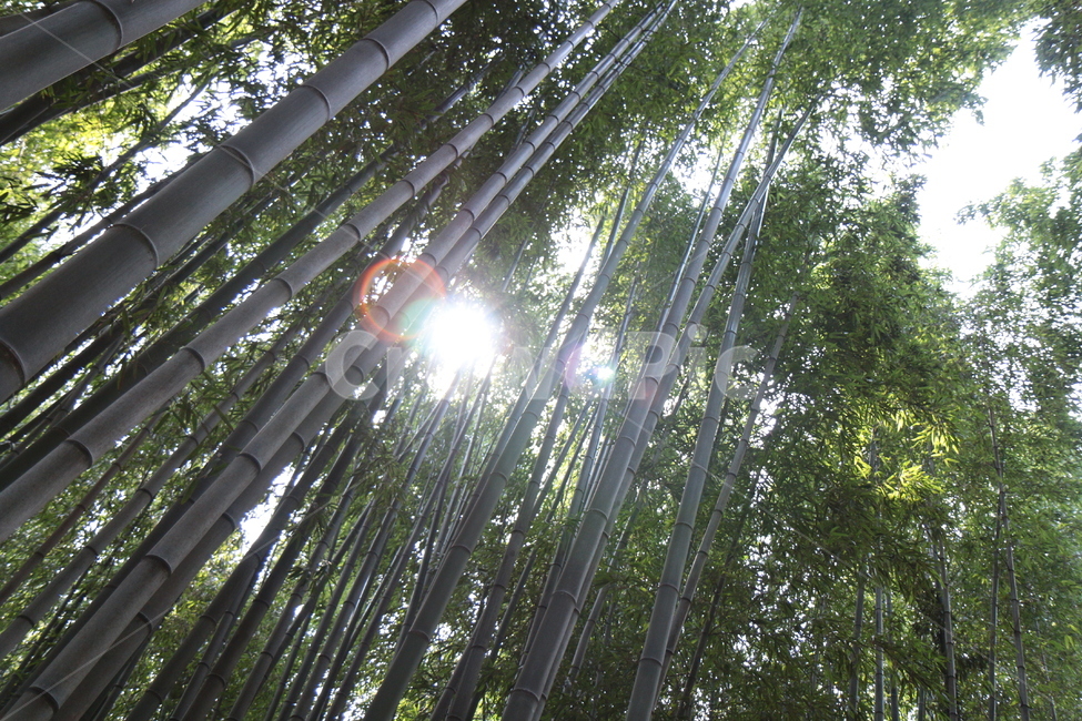 대나무숲,대나무,자연,숲,bamboo,푸른,green