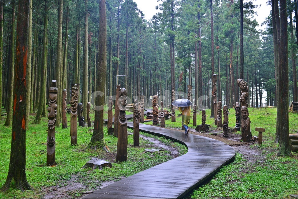 제주,절물자연휴양림,휴양림,비,path,통로,boardwalk,산책로,plant,식물,tree,나무