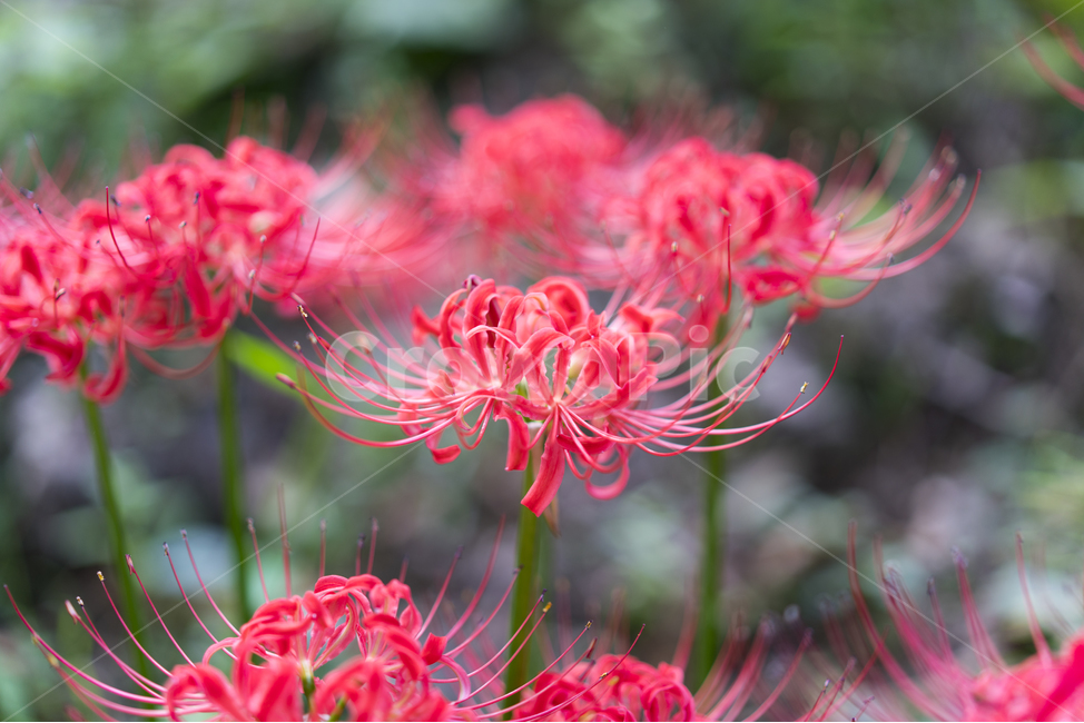 산야초,꽃무릇,꽃,빨강,매크로,식물,자연,plants,nature,꽃,flower