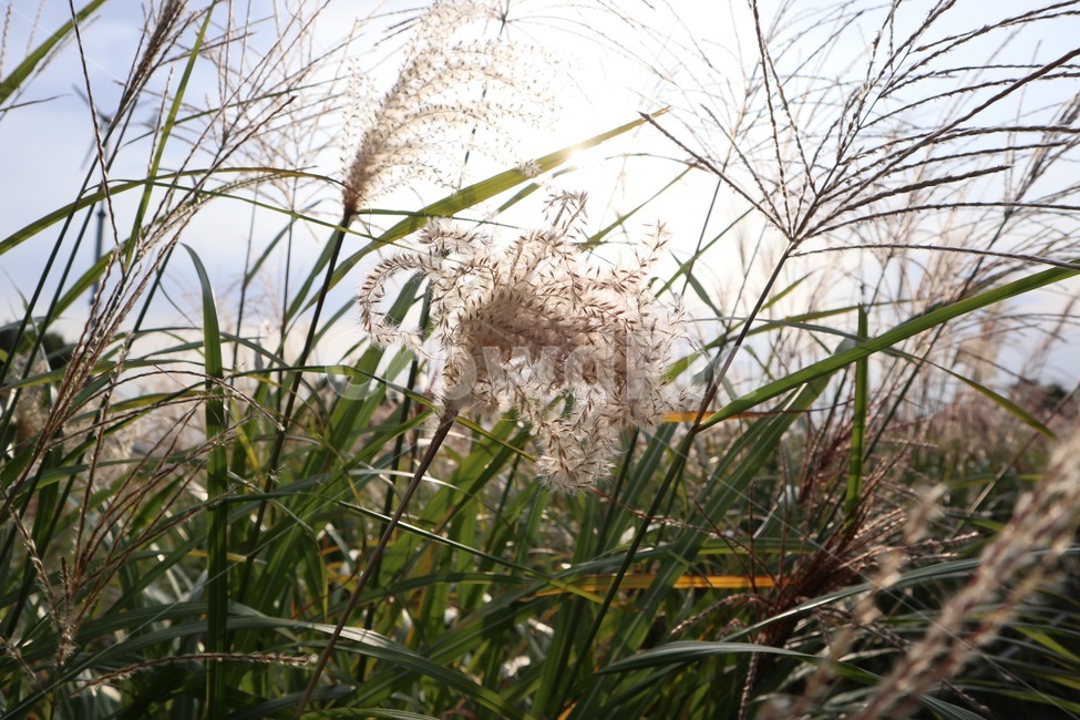 갈대,억새,하늘공원,마포,상암,억새축제,석양,노을,저녁하늘,가을,계절,fall,autumn,season,plant,식물,grass,잔디,lawn