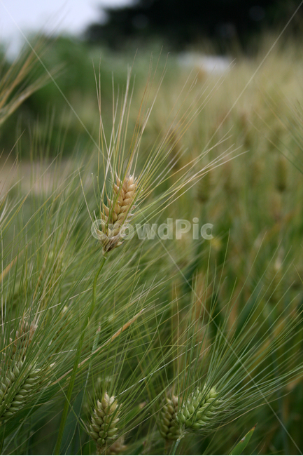 보리,보리밭,식물,plants,nature,바람,식물,자연,plants,nature