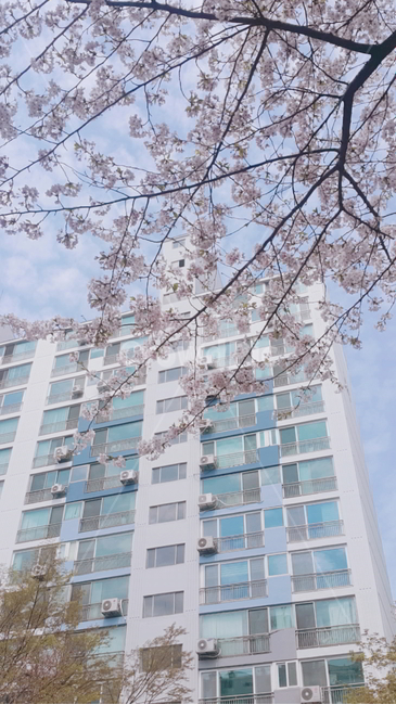 꽃,flower,벛꽃,봄,cherryblossom,봄꽃,예쁜