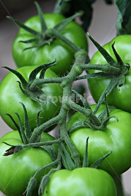 Fruit,tomato,vegetable,food,blue tomatoes
