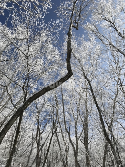 겨울산,눈꽃,상고대,설산,겨울,풍경,겨울,계절,winter,season,식물,자연,plants,nature,나무,trees,wood