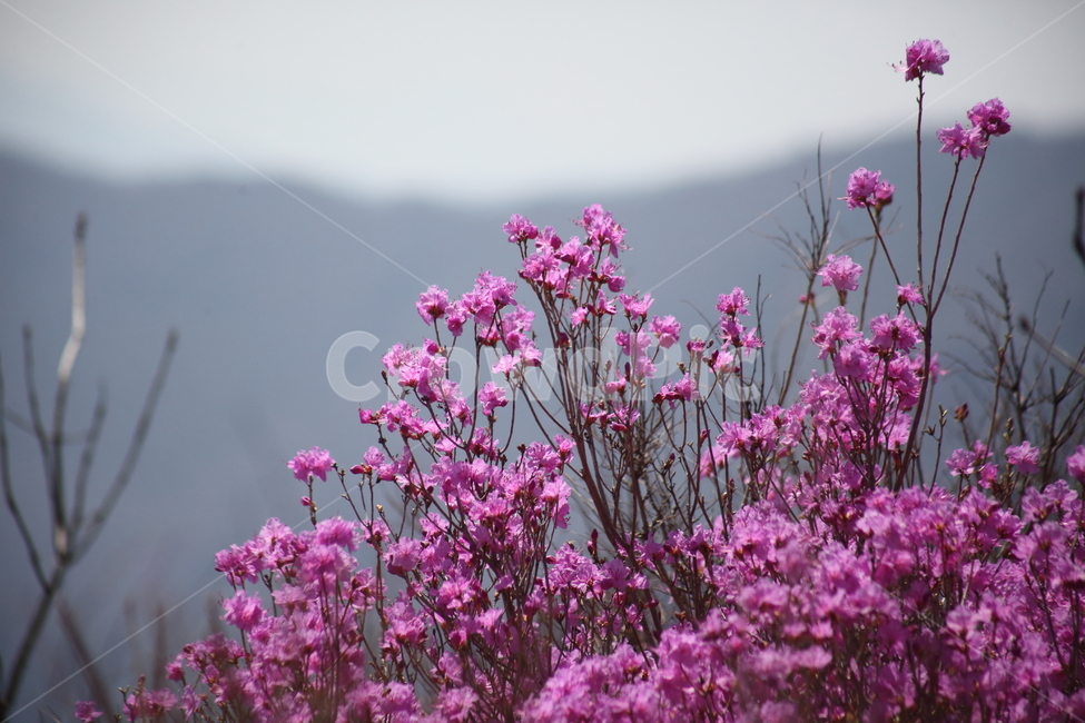 진달래,참꽃,두견화,봄,koreanrosebay