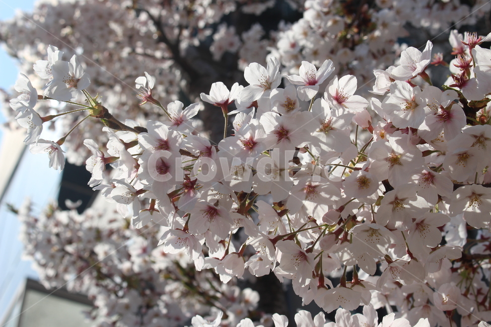 plant,식물,flower,꽃,blossom,벚꽃,cherryblossom