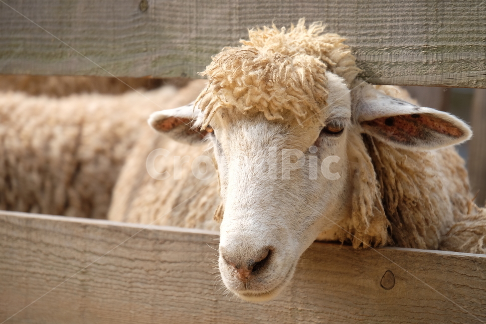 동물,양,sheep,털,농장,땅,양고기,귀여운,animal,cute,land,동물,animal,포유류,mammal,산업,industry,industrial,목축업,목장,livestock farming,ranching,pasture