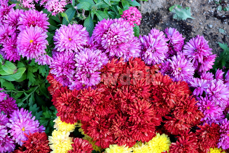 국화,꽃,국화꽃,식물,자연,가을,빨간색꽃,붉은색국화,식물,자연,plants,nature,꽃,flower