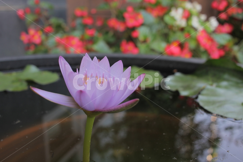 연꽃,꽃,lotusflower,flower,연잎,식물,자연,plants,nature,꽃,flower